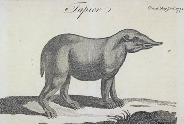 Tapir, aus 